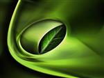 Green Green