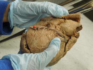 Holding a heart in his hands Holding a heart in his hands