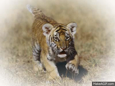 Tiger Tiger